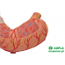 model żołądka człowieka, 2 części - 3b smart anatomy kat. 1000302 k15 3b scientific modele anatomiczne 4